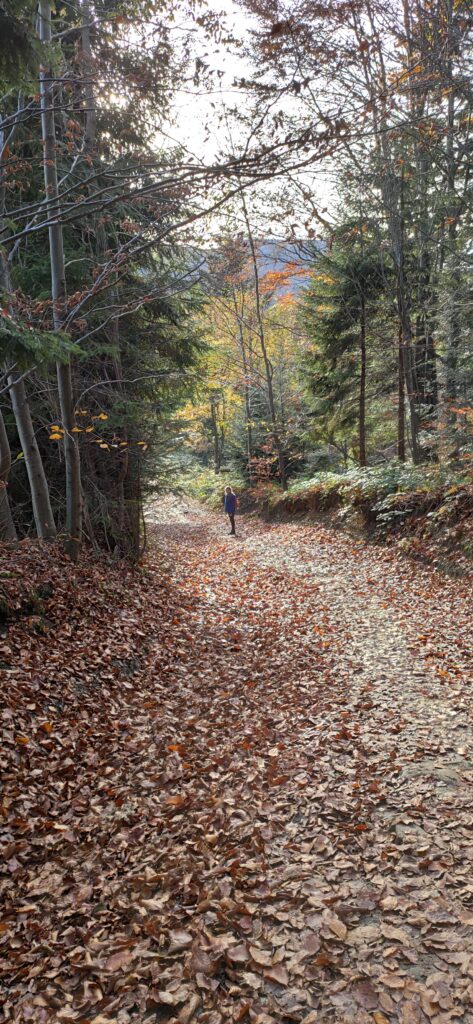 Turysta na ścieżce pokrytej liśćmi, sprawdzający szlak na Mogielicę w bukowym lesie; trasa jest przystępna dla osób o różnym stopniu zaawansowania, a także rodzin z dziećmi.