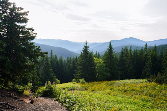 Panorama Beskidu Wyspowego przedstawiająca zieloną polanę usianą żółtymi kwiatami na pierwszym planie, otoczoną gęstym lasem iglastym. W oddali widać łagodne, niebieskawe szczyty górskie pod jasnym niebem. Pejzaż udowadnia, że konferencje w górach Beskidach oferują uczestnikom niezapomniane widoki i spokojną atmosferę sprzyjającą wyciszeniu.